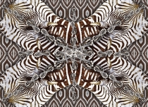 120902-zebra-180x130-rz-ind-5-lr